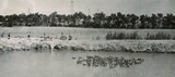 Glenn's geese derrick Ad jpg